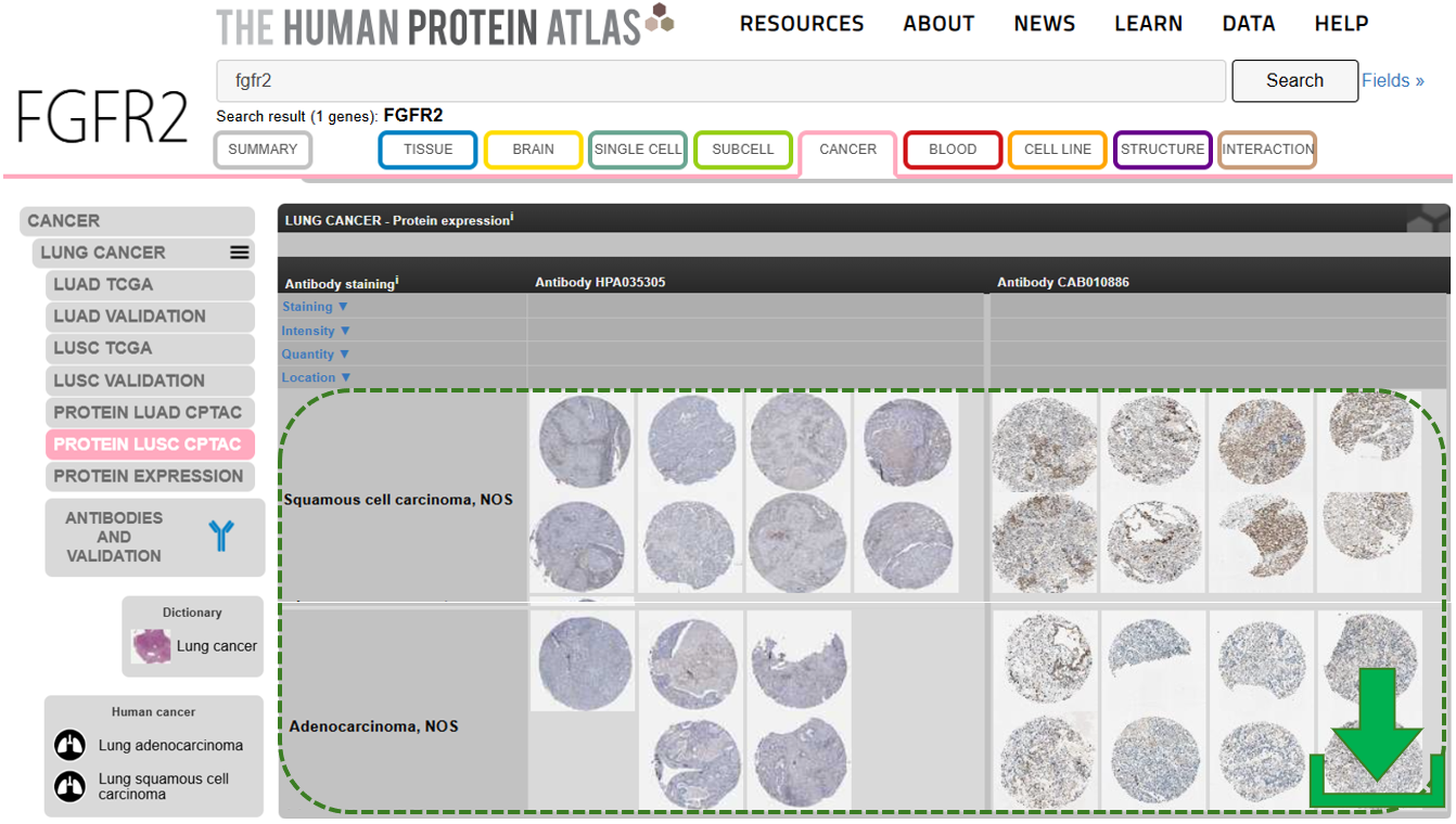 HPA Downloader conceptual illustration